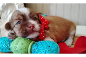 Hubert - Mixed/Other for sale