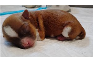 Hubert - puppy for sale