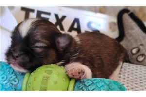 Hamilton - Mixed/Other for sale