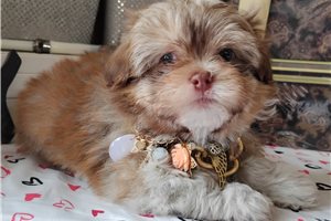 Hubert - Mixed/Other for sale