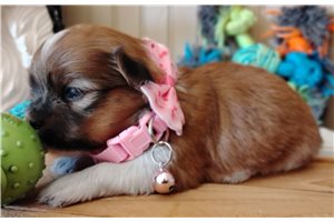 Hannah - Mixed/Other, placed in Deep East Texas