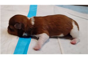 Hickory - Mixed/Other for sale