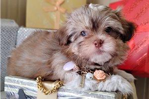 Hubert - Mixed/Other for sale