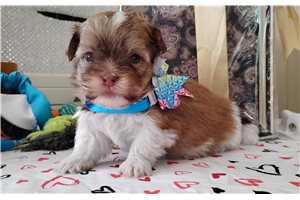 Hickory - Mixed/Other for sale