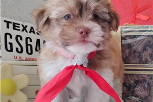 Hickory - Mixed/Other for sale
