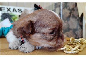 Hickory - Mixed/Other for sale