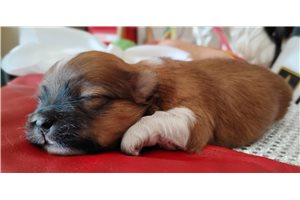 Hannah - Mixed/Other for sale