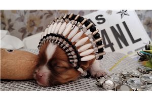 Hubert - Mixed/Other for sale
