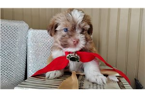 Hickory - Mixed/Other for sale