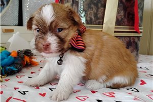 Hubert - Mixed/Other for sale