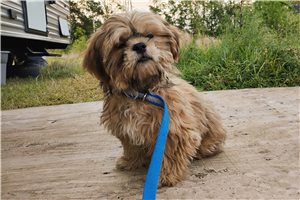 Sawyer - Shih Tzu for sale