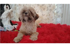 Grace - Shih Tzu for sale