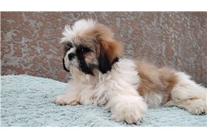 Slate - Shih Tzu for sale