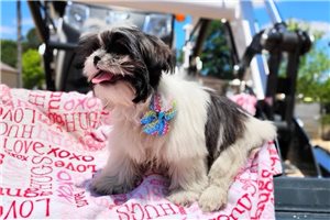 Gothel - Shih Tzu for sale