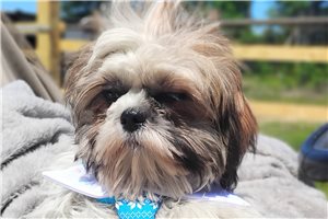 Sean - puppy for sale