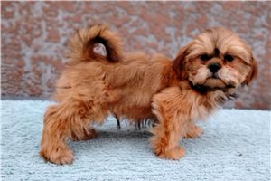 Sawyer - puppy for sale