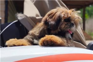 Gloria - Shih Tzu for sale