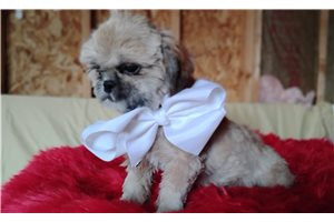 Grace - Shih Tzu for sale