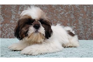 Sean - Shih Tzu for sale