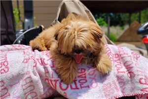Grace - puppy for sale
