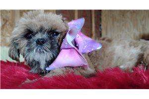 Gloria - Shih Tzu for sale