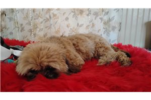 Gloria - Shih Tzu for sale