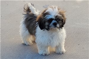Slate - puppy for sale