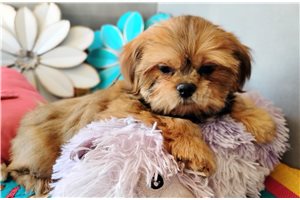 Sawyer - Shih Tzu for sale