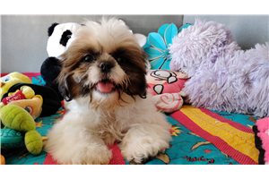 Sean - puppy for sale