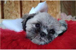 Goldie - Shih Tzu for sale