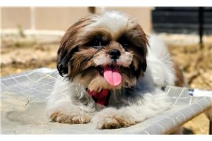 Slate - Shih Tzu for sale