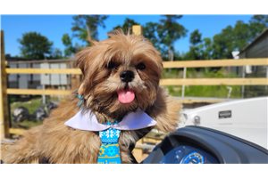 Sawyer - puppy for sale