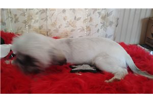 Goldie - Shih Tzu for sale
