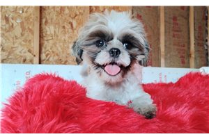 Slate - Shih Tzu for sale