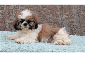 Slate - Shih Tzu for sale