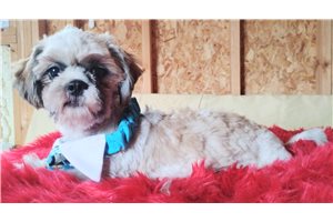 Sean - Shih Tzu for sale