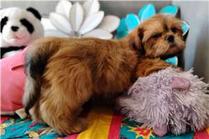 Sawyer - Shih Tzu for sale