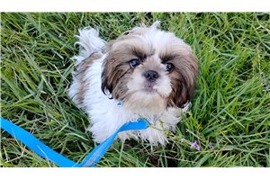 Sean - Shih Tzu for sale