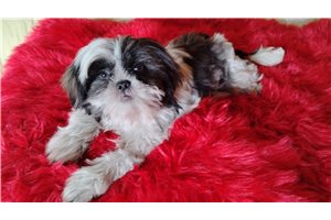 Gothel - Shih Tzu for sale