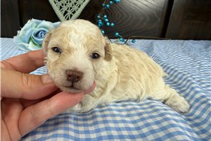 Corky - Aussiedoodle for sale