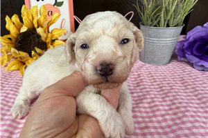Celo - puppy for sale