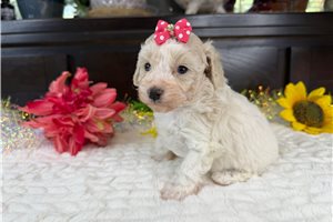 Celo - Aussiedoodle for sale