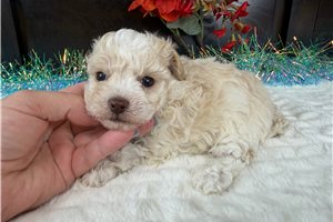 Corky - Aussiedoodle for sale