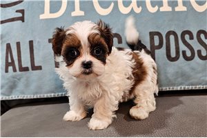 Johnny - puppy for sale