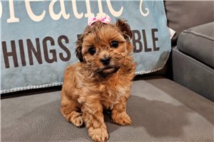 Juliet - Shih-Poo - Shihpoo for sale