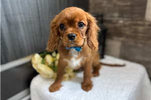 Jude - Cavalier King Charles Spaniel for sale
