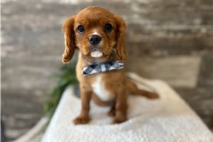 Jamison - Cavalier King Charles Spaniel for sale