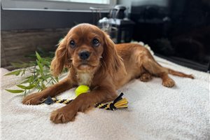 Jude - puppy for sale