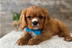 Jaxon - Cavalier King Charles Spaniel for sale