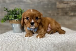 Jamison - Cavalier King Charles Spaniel for sale